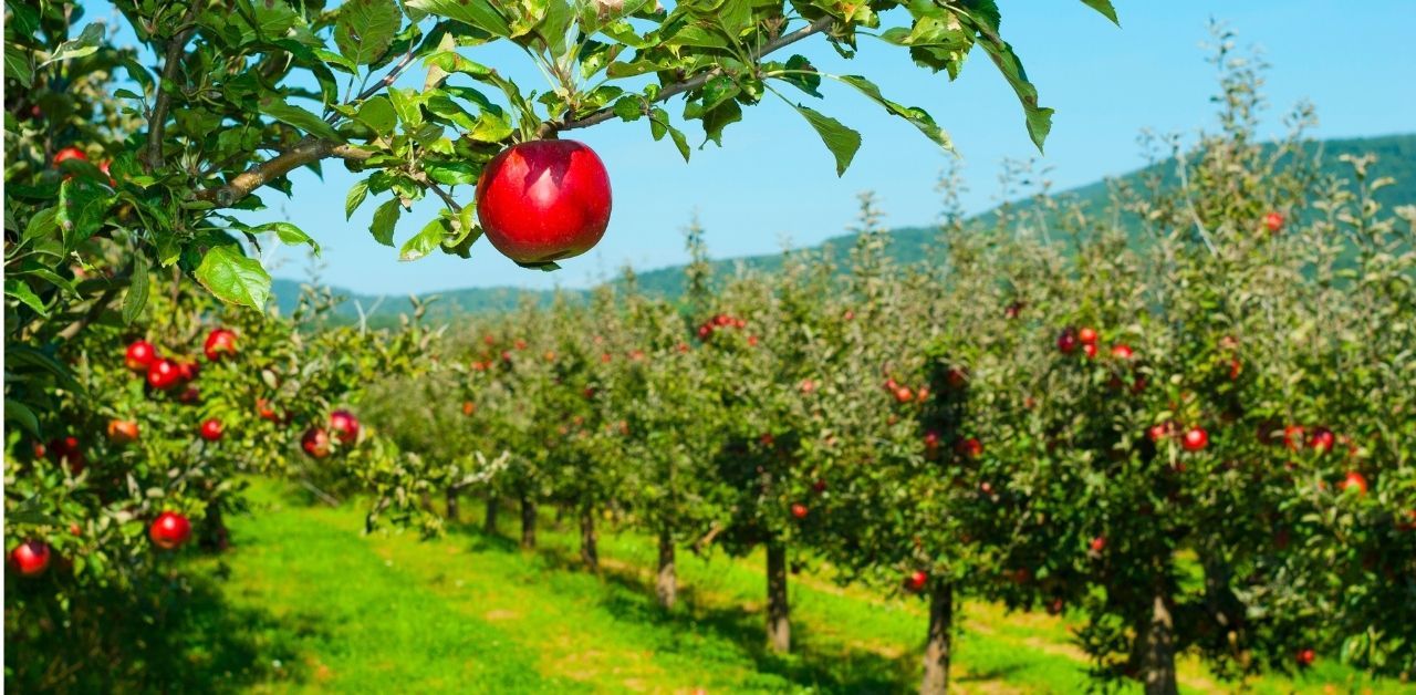 Apple orchard with mountain backdrop in North Georgia