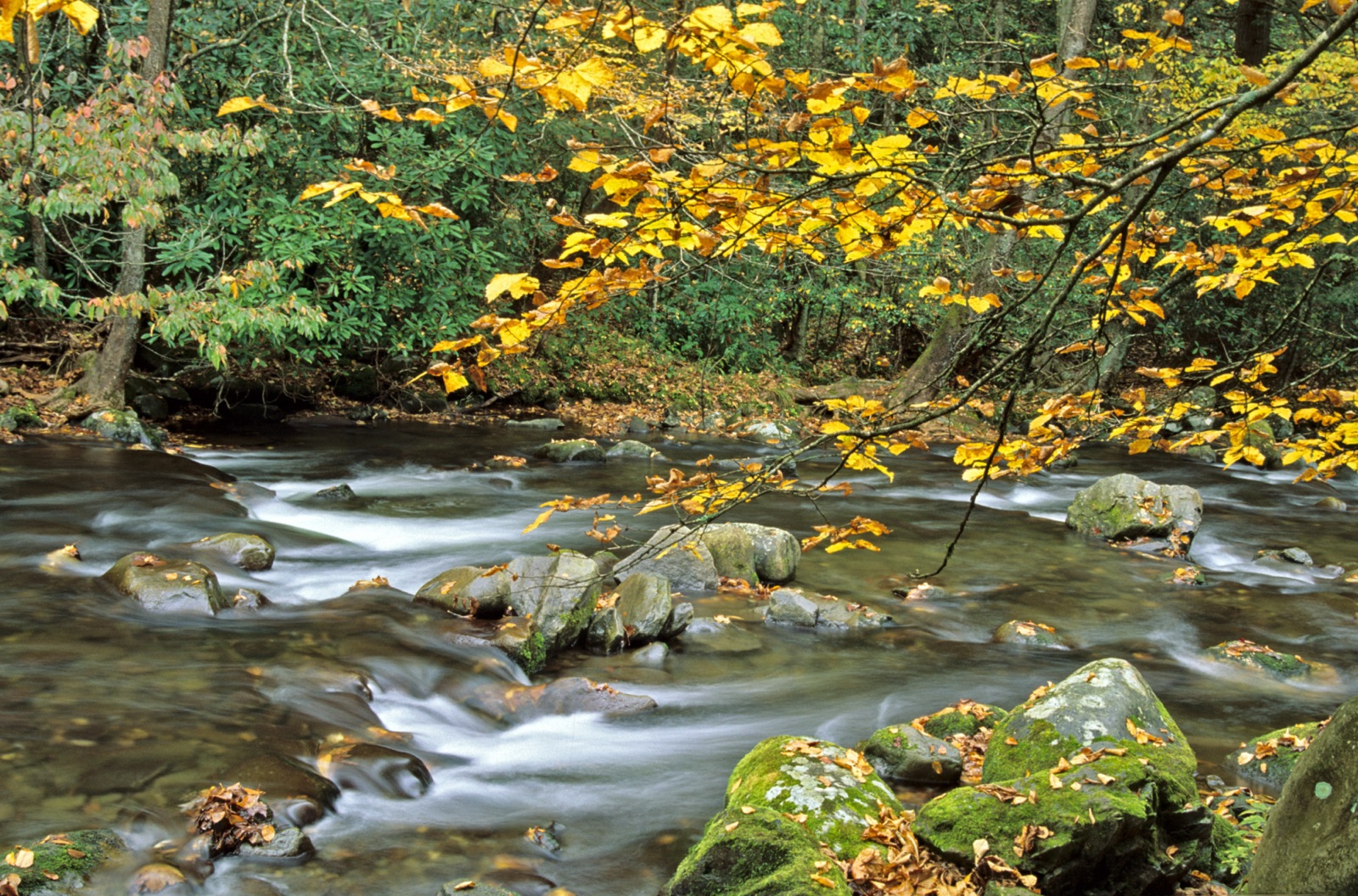 Creek flowing through forest with autumn leaves