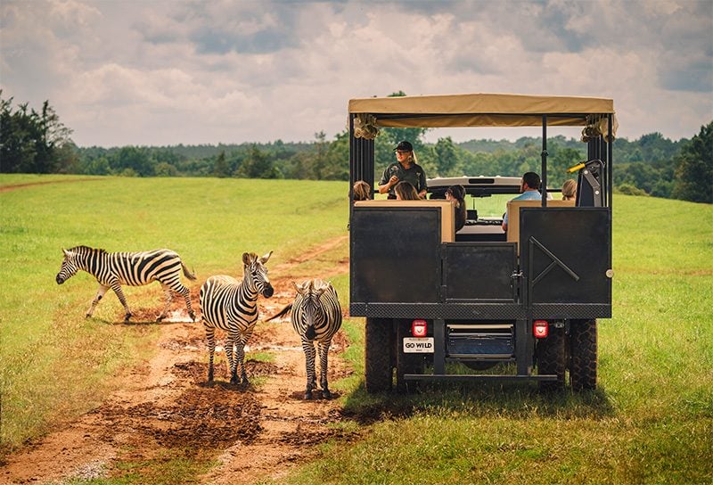 Zebras on safari at North Georgia Wildlife and Safari Park